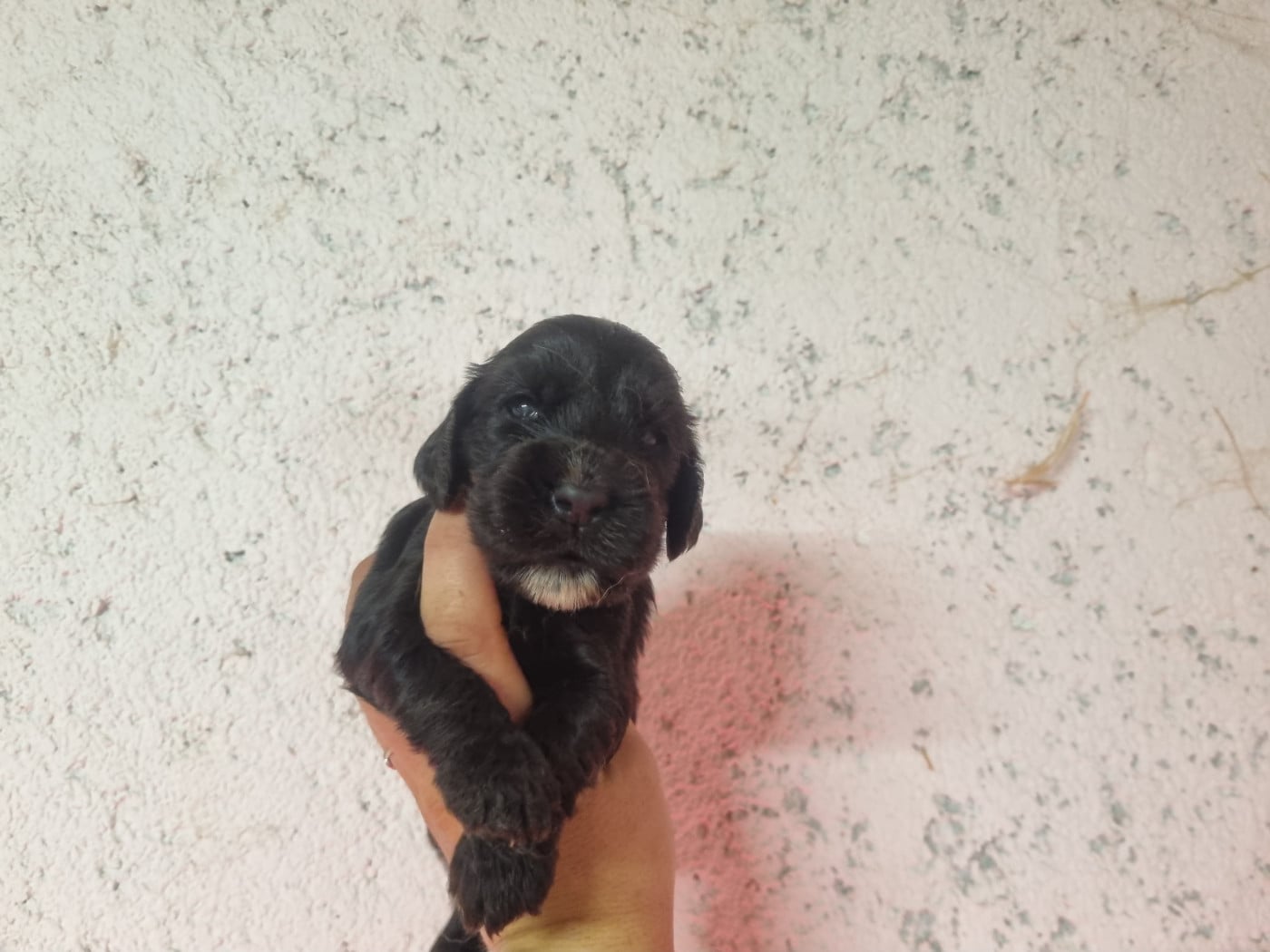 Chiot N°6 - Cocker Spaniel Anglais