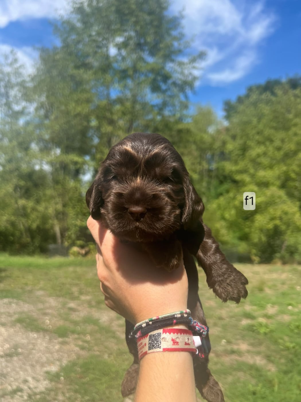 Cocker Spaniel Anglais - Du Souvenir De Tootsie