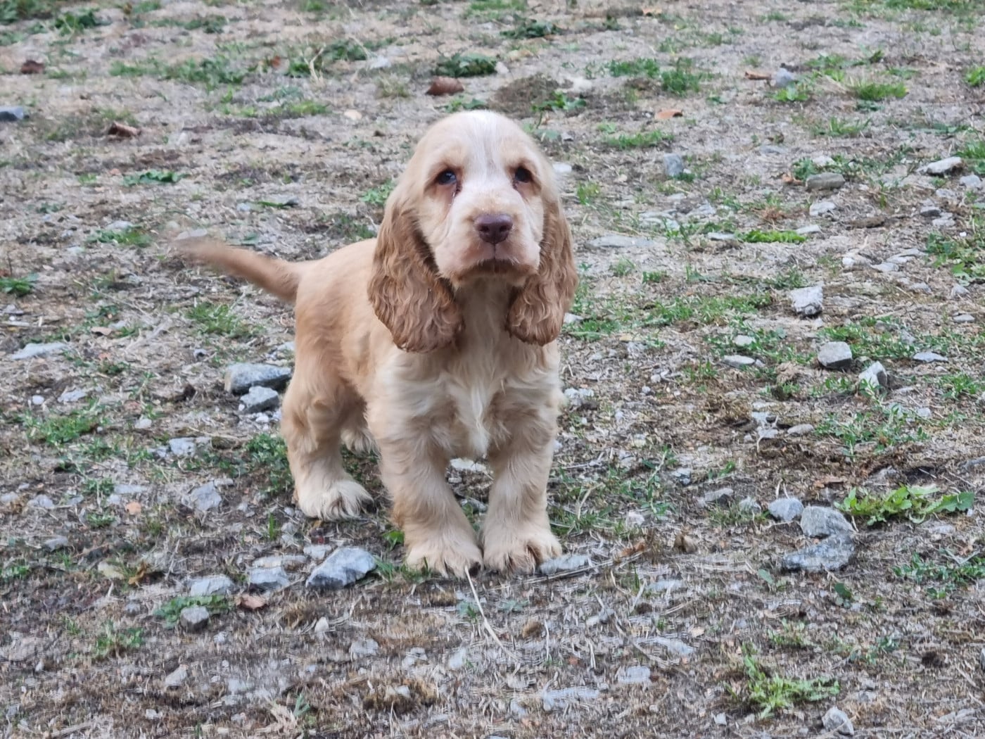 Cocker Spaniel Anglais - Du Souvenir De Tootsie