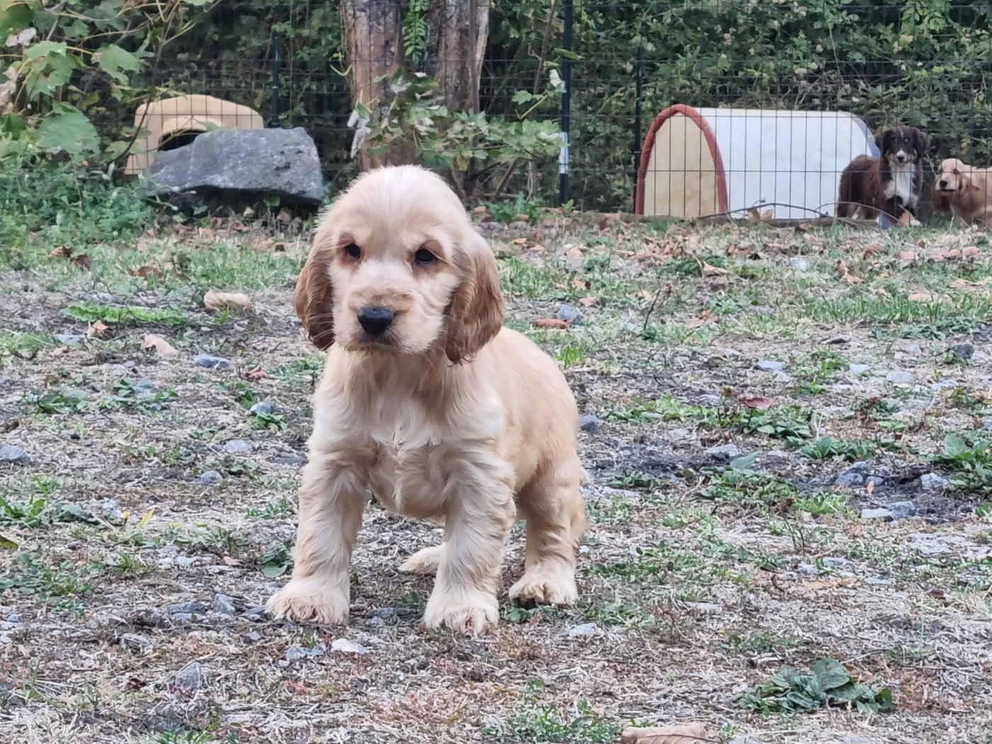 Chiot N°2
