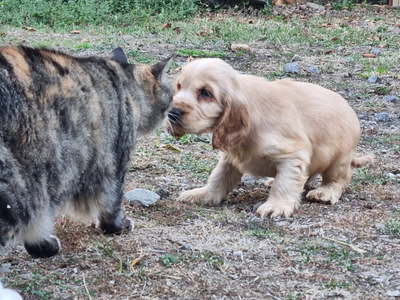 Chiot N°2