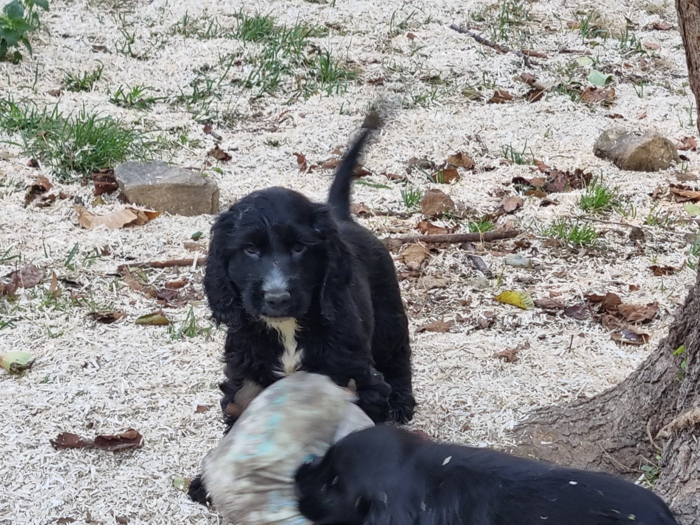Chiot N°2 - Cocker Spaniel Anglais