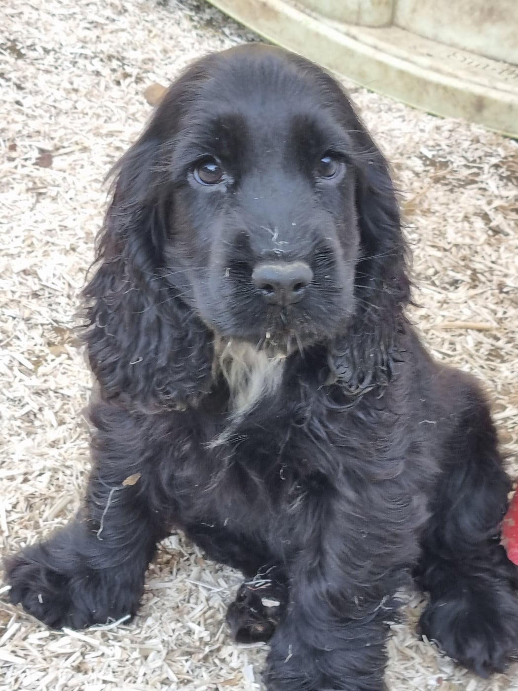 Chiot N°4 - Cocker Spaniel Anglais