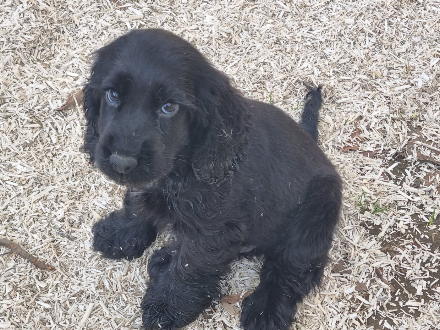 Chiot N°5 - Cocker Spaniel Anglais