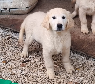 Les chiots de Golden Retriever