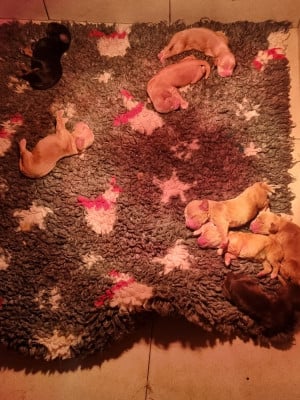 Les chiots de Cocker Spaniel Anglais