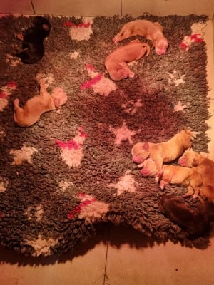 Les chiots de Cocker Spaniel Anglais
