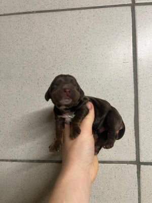 Les chiots de Cocker Spaniel Anglais