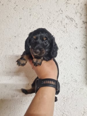 Les chiots de Teckel poil long