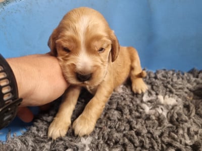 Les chiots de Cocker Spaniel Anglais