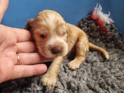 Les chiots de Cocker Spaniel Anglais