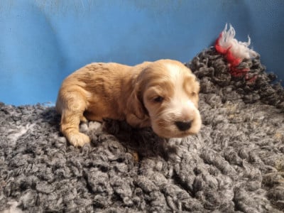 Les chiots de Cocker Spaniel Anglais