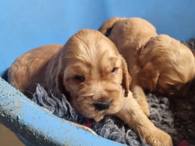 Les chiots de Cocker Spaniel Anglais