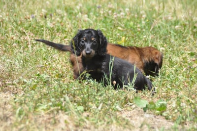Les chiots de Teckel poil long