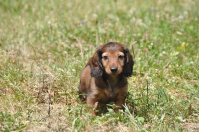 Les chiots de Teckel poil long
