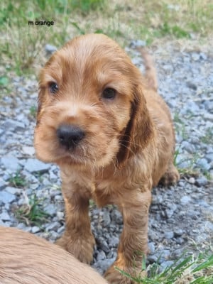 Les chiots de Cocker Spaniel Anglais