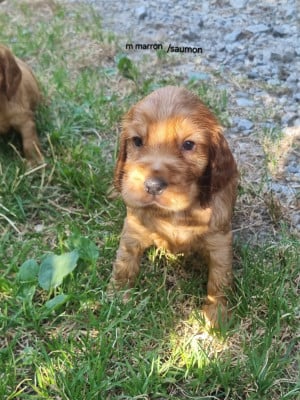 Les chiots de Cocker Spaniel Anglais