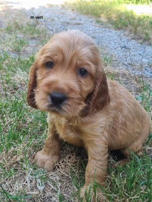 Les chiots de Cocker Spaniel Anglais