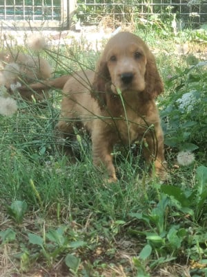 Les chiots de Cocker Spaniel Anglais