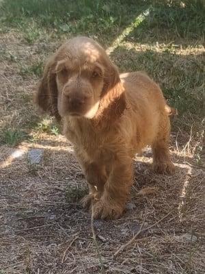Les chiots de Cocker Spaniel Anglais
