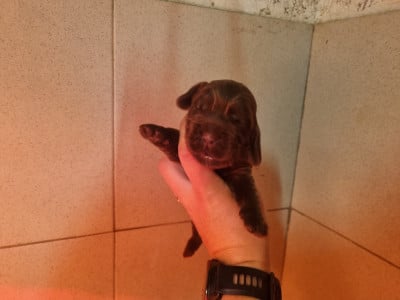 Les chiots de Cocker Spaniel Anglais