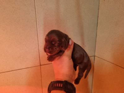Les chiots de Cocker Spaniel Anglais