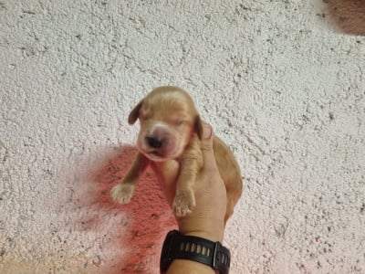 Les chiots de Cocker Spaniel Anglais