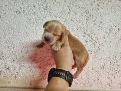 Les chiots de Cocker Spaniel Anglais