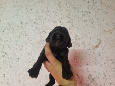 Les chiots de Cocker Spaniel Anglais