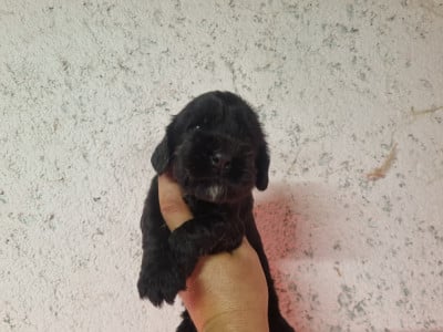 Les chiots de Cocker Spaniel Anglais