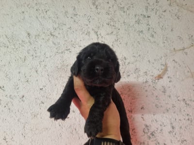Les chiots de Cocker Spaniel Anglais