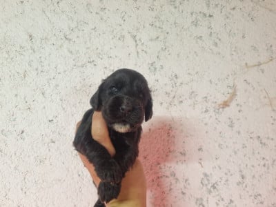 Les chiots de Cocker Spaniel Anglais