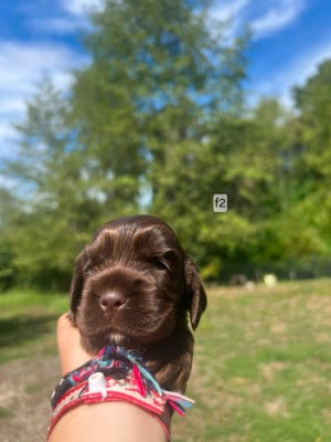 Les chiots de Cocker Spaniel Anglais