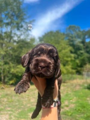 Les chiots de Cocker Spaniel Anglais