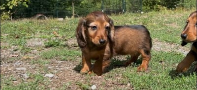 Les chiots de Teckel poil long