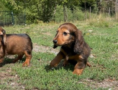 Les chiots de Teckel poil long