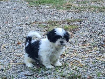 Les chiots de Shih Tzu
