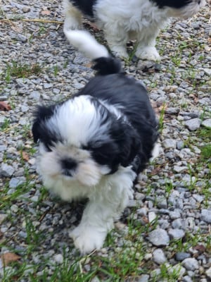 Les chiots de Shih Tzu