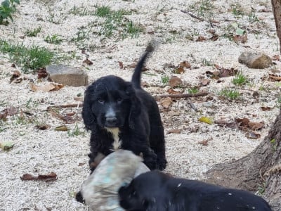 Les chiots de Cocker Spaniel Anglais