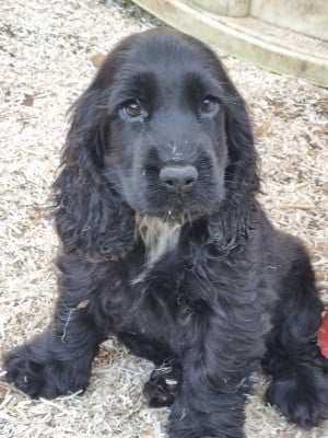 Les chiots de Cocker Spaniel Anglais