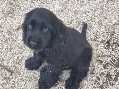 Les chiots de Cocker Spaniel Anglais
