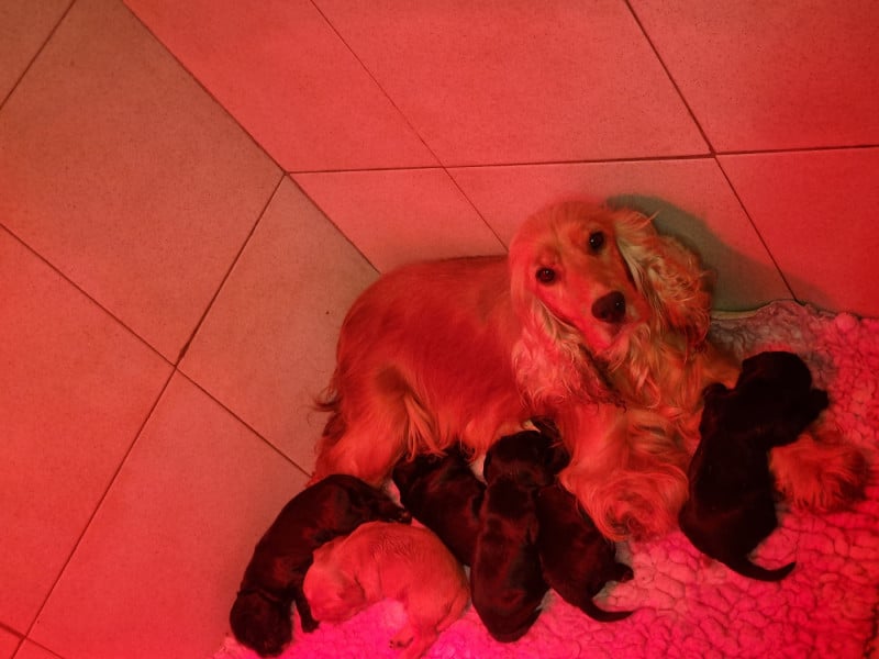 Cocker Spaniel Anglais - Du Souvenir De Tootsie