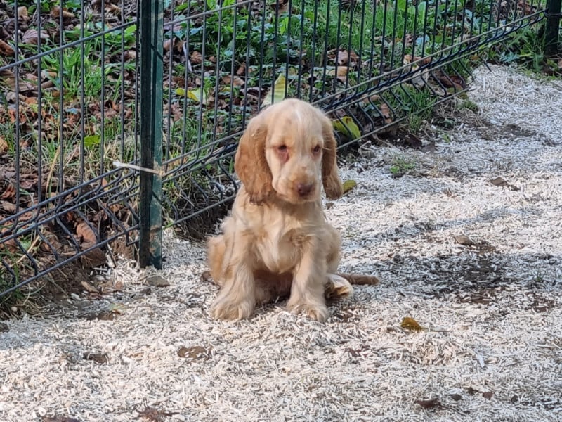 Cocker Spaniel Anglais - Du Souvenir De Tootsie