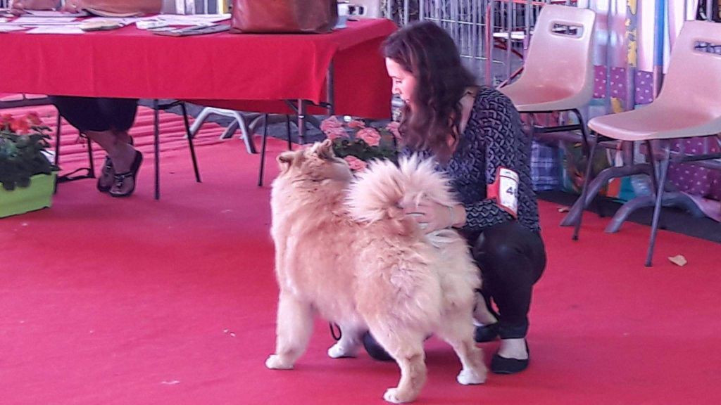 Accueil Elevage Du Souvenir De Tootsie Eleveur De Chiens