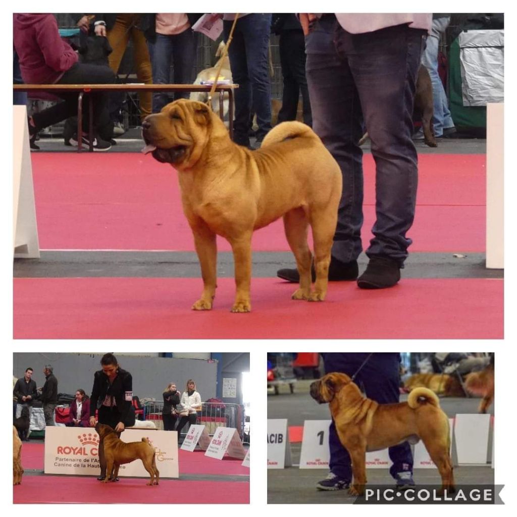 Jazzy' Pei Nausicaa - 1er Exc / RCACS