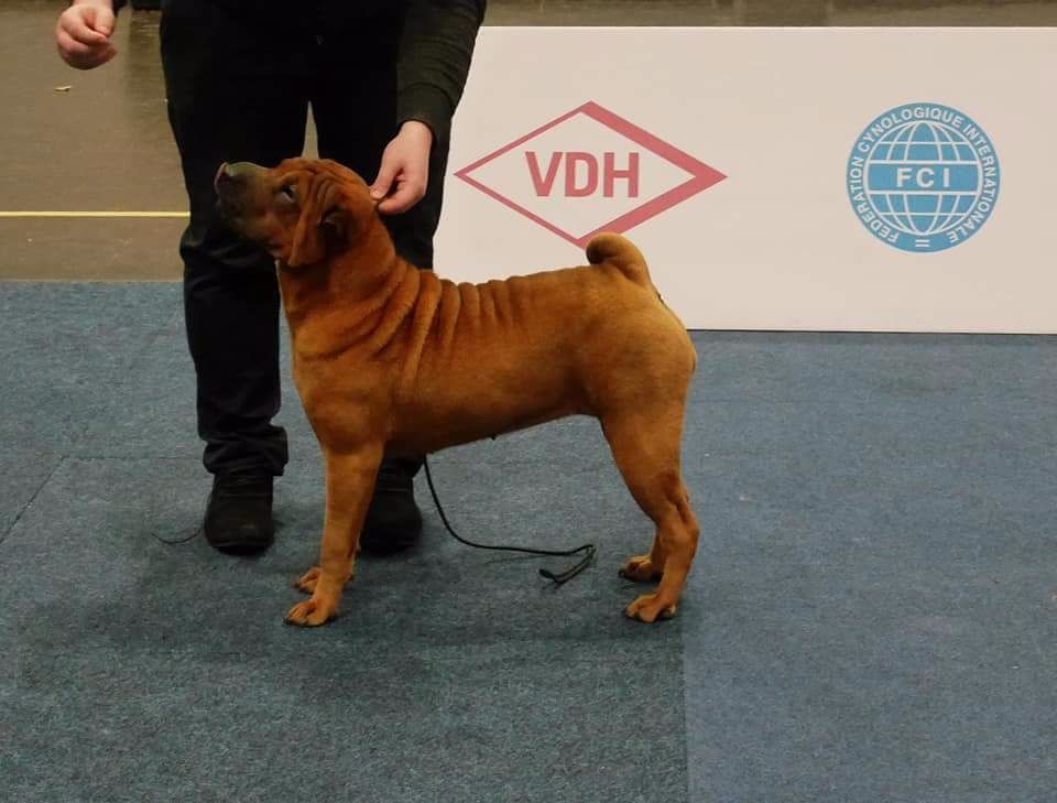 Jazzy' Pei Nausicaa - 1er Très prometteur / Best baby femelle