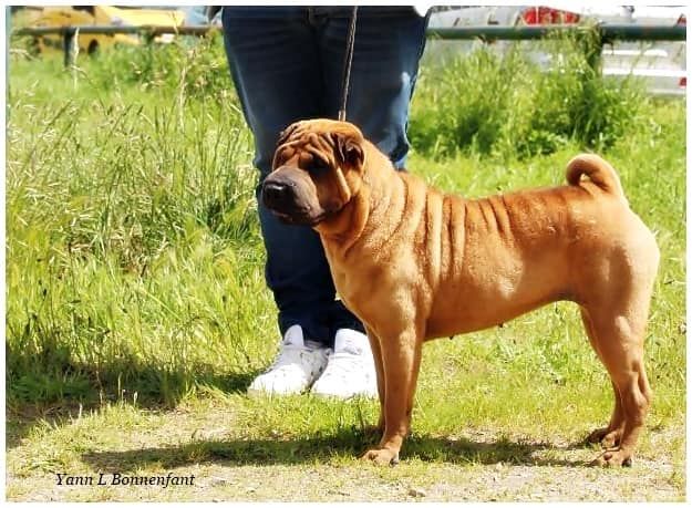 Jazzy' Pei Nausicaa - 1 Exc / CACS / CACIB / BOS