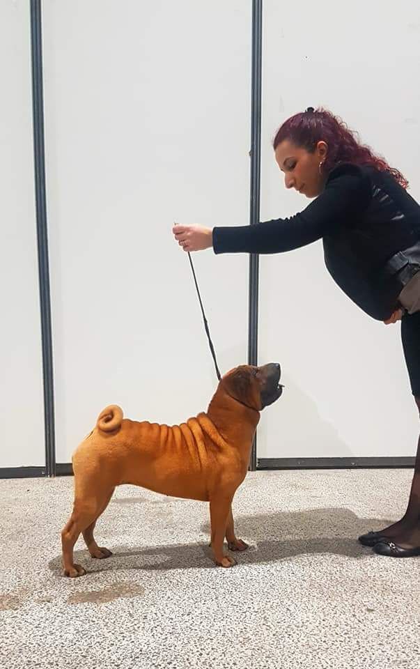 Jazzy' Pei Nausicaa - 1er Exc / BOBJ