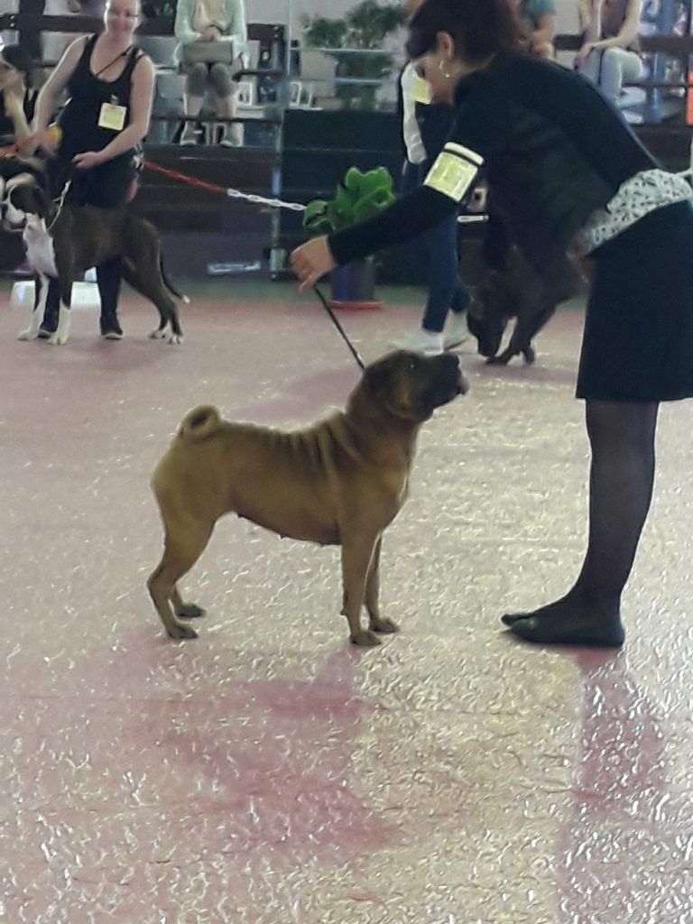 Jazzy' Pei Nausicaa - 1er Exc / BOBJ / 3e BOG