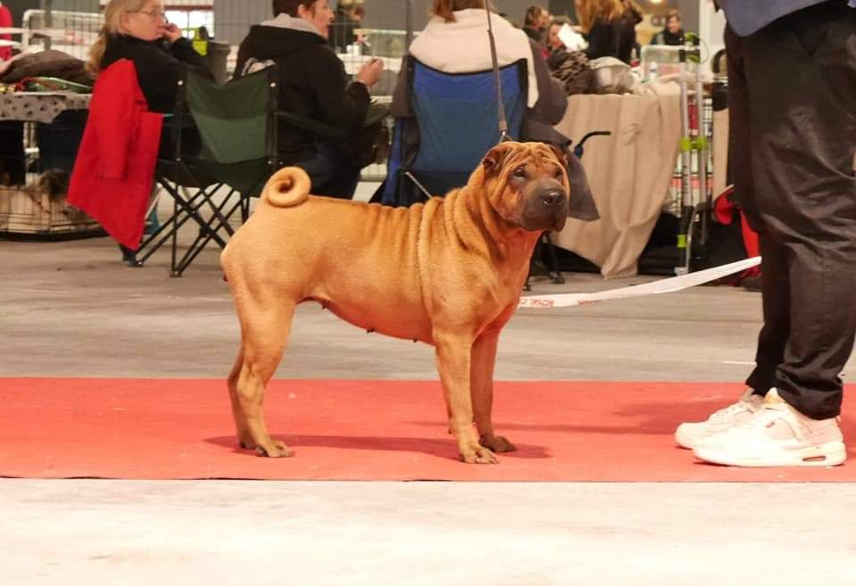 Jazzy' Pei Nausicaa - 1er Exc / CACS / CACIB / BOB